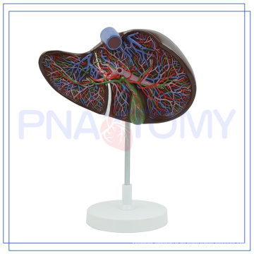 PNT-0472 Low MOQ Anatomie Leber Modell für den Heimgebrauch